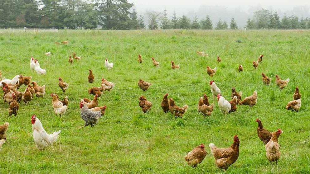 Is Free range Chicken The Real Deal CHOICE