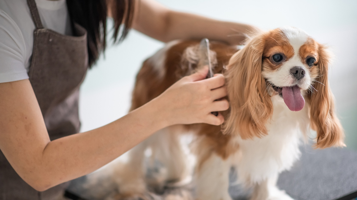 How to remove pet hair from your home and clothes CHOICE