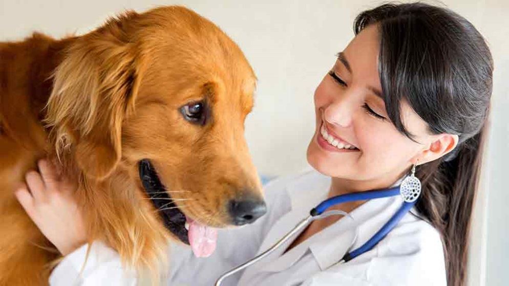 Veterinarian costs - Health | CHOICE