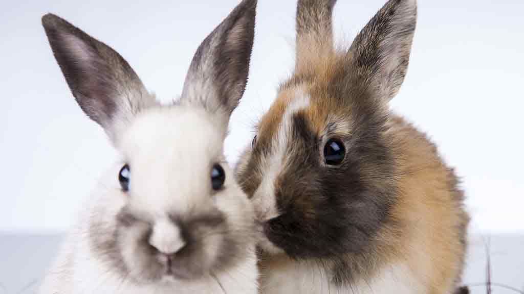 Animal testing labelling - skin care and cosmetics